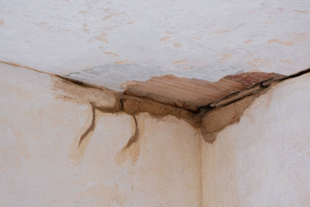 Best Mold removal after water damage  in Forty Fort, PA